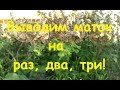 Выводим маток на раз, два, три! - 1-я часть