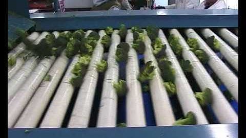 Kerian Broccoli & Cauliflower Grader sorting Broccoli by Size