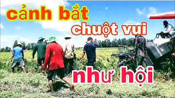 Cảnh cắt lúa cuối vụ năm 2020.cận cảnh anh em bắt chuột theo mái cắt vui như hội.minh khôi vlogs