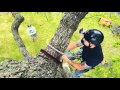 Tree climbing training