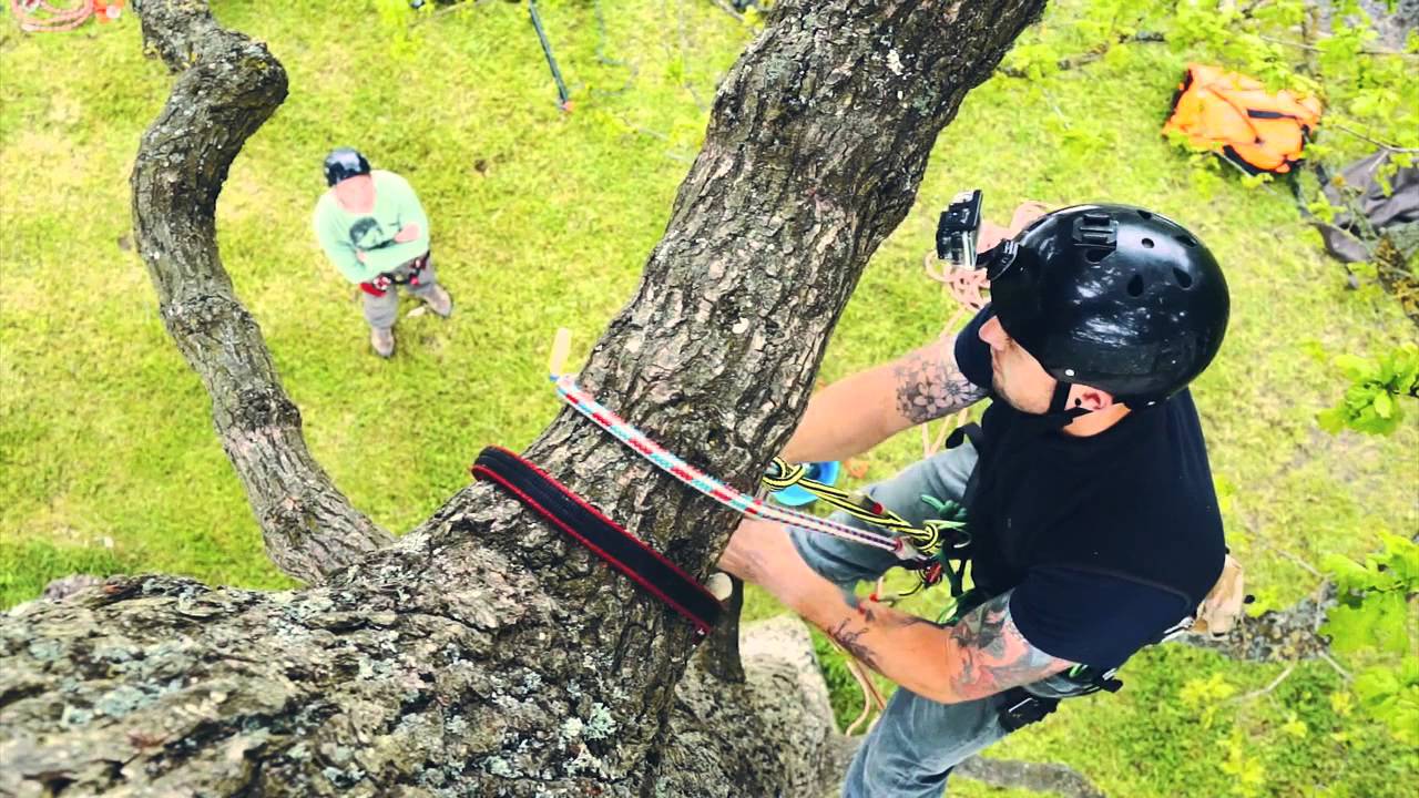 Tree Climbing Training 