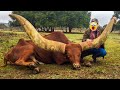 Animals With The Biggest Horns Caught On Camera