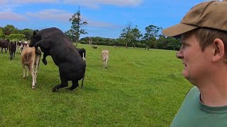 MASSIVE BULL MEETS TINY FLUFFY COWS!