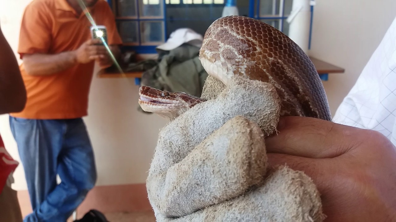 A diferença da Jiboia e das cobras venenosas