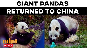 Live | Giant pandas Huan Huan and Yuan Zi returned to China | FRANCE