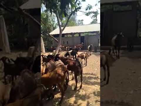 Goats eat forage