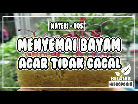 Video: Masalah Bibit Bayam - Pelajari Tentang Penyakit Bibit Bayam