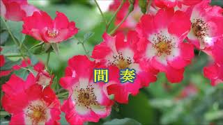 薔薇ものがたり☆カラオケ☆　北岡ひろし