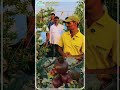 शेतकर्यांचा कहर,काळ्या जमिनीत 9 व्या महिन्यात डाळींब बागेचा बहर॥राम सरांचा युजर शेतकर्यांना सल्ला॥#
