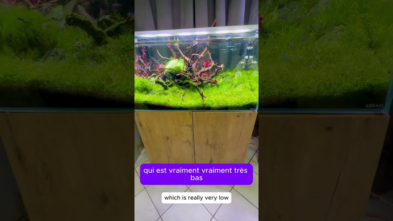 Aquael Ultrascape 90 Set Forest – Un aquarium parfait pour l’aquascaping ! 🌿✨ | Aquaplante