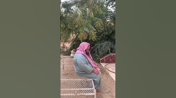 دحيم الحماد ١٤٤٤هـ آية من سورة الأحزاب