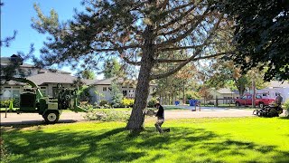 Watch Three Pines Disappear in Time-lapse (With Apex Tree Service)