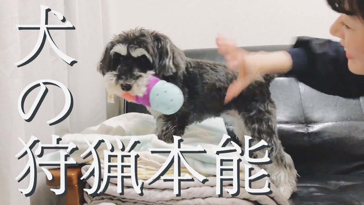 犬の野性 絶対におもちゃを離さない犬 人間vsシュナウザー Youtube 犬の野性 絶対におもちゃを離さない犬 人間vsシュナウザー Youtube