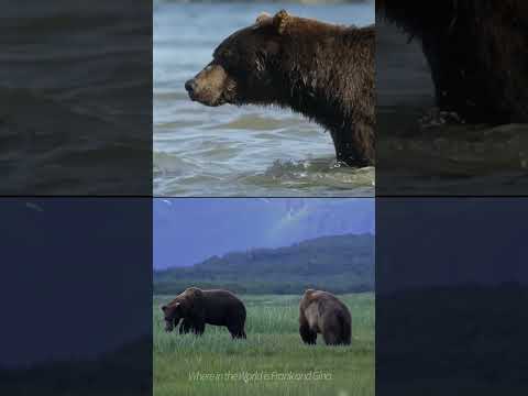 Russian teenager calls mother while a Grizzly bear and her cubs eat her alive!  (Short)