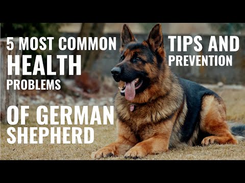 5 Most Common Health Problems Of German Shepherd | German Shepherd Health problem Prevention