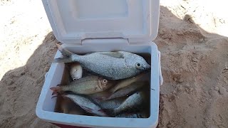 #fishingadventure#dumagatangler#harvest