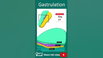 Week 3 of embryonic development | 1 min dev bio