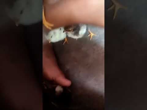 Chick Song And Chicken Song Like Subscribe Shorts Supportme 