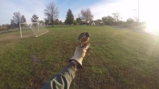 American Kestrel training (Deets 2)