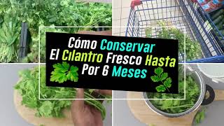 Cómo Conservar El Cilantro Fresco Hasta Por 6 Meses