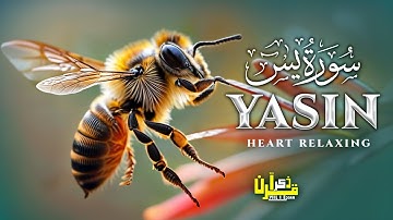 Surah Yasin (Yaseen) سورة يس | THIS WILL TOUCH YOUR HEART إن شاء الله | Zikr E Quran