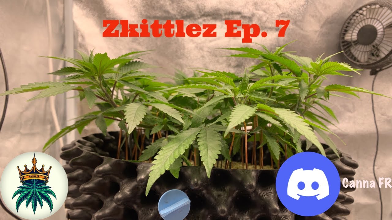 Zkittlez Ep.7