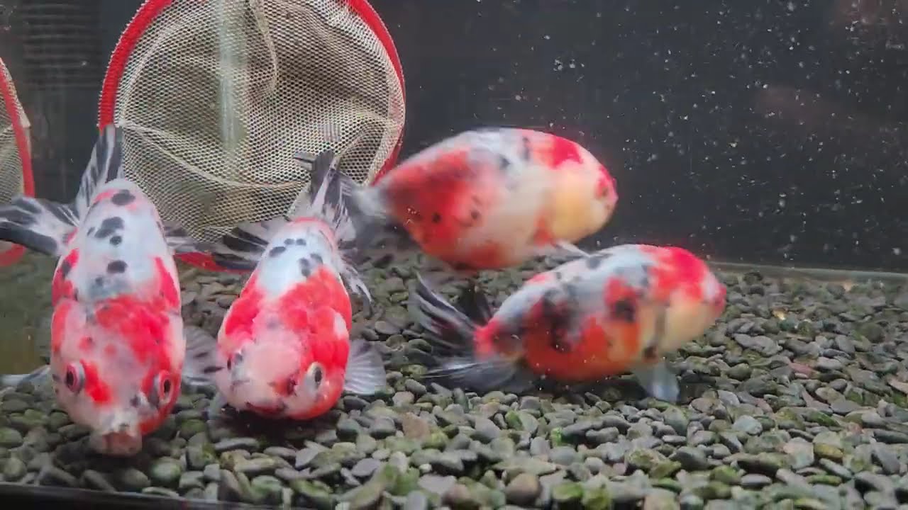 入荷】国産 江戸錦10㎝±（志村養魚場産） - YouTube
