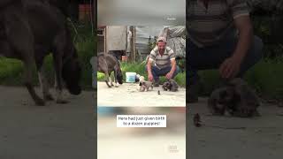 Kitten Who Lost His Mother Is Nursed by Dog #shorts