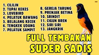 Download Lagu 🔴 KOMBINASI MASTERAN KASARAN MURAI BATU GACOR MP3