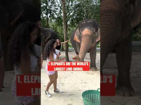 Video: Elefanter i Thailand: interessante fakta