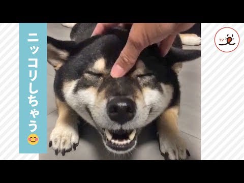 ナデナデの気持ちよさに笑顔満開🌸 柴犬のニッコリ顔が癒される✨ 【PECO TV】