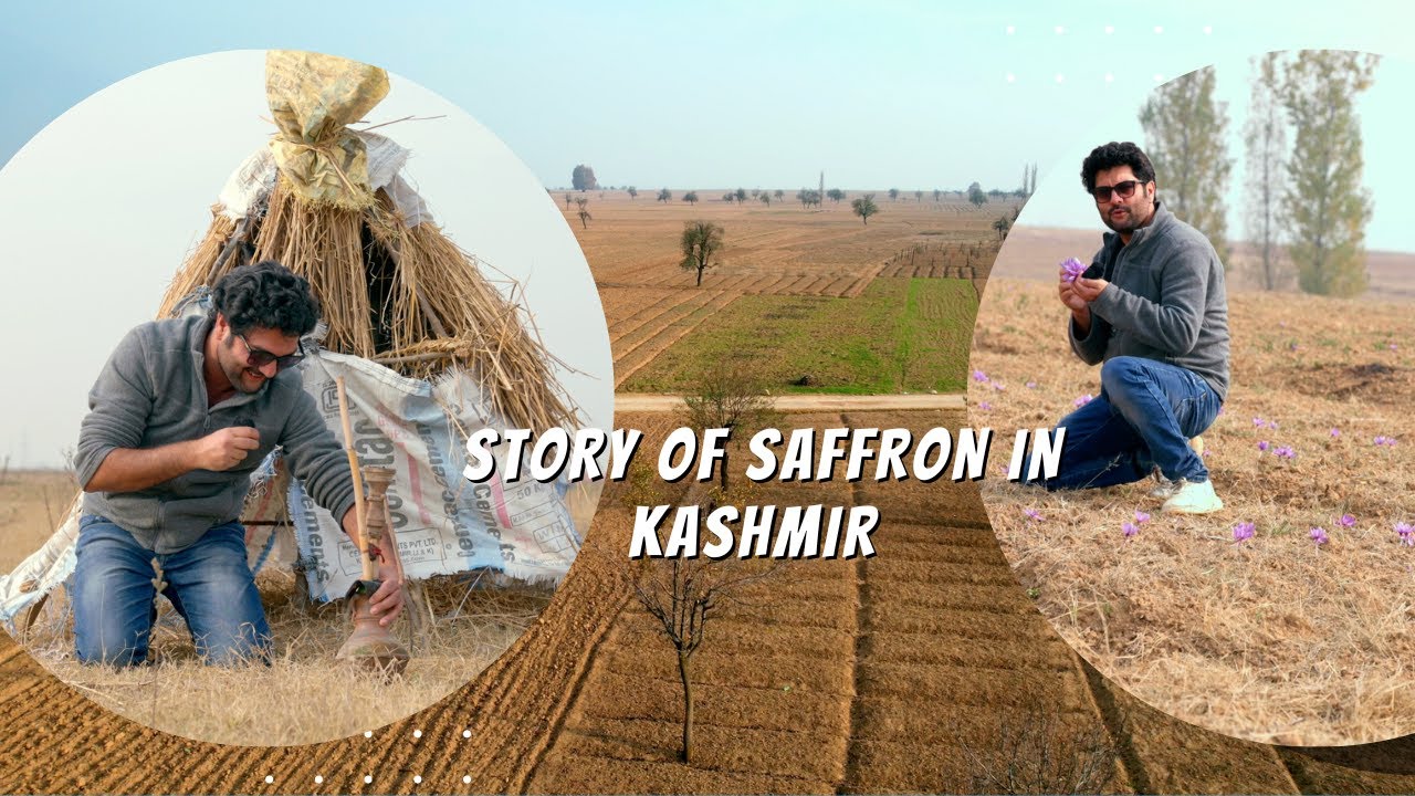 The Story of Saffron in Kashmir YouTube