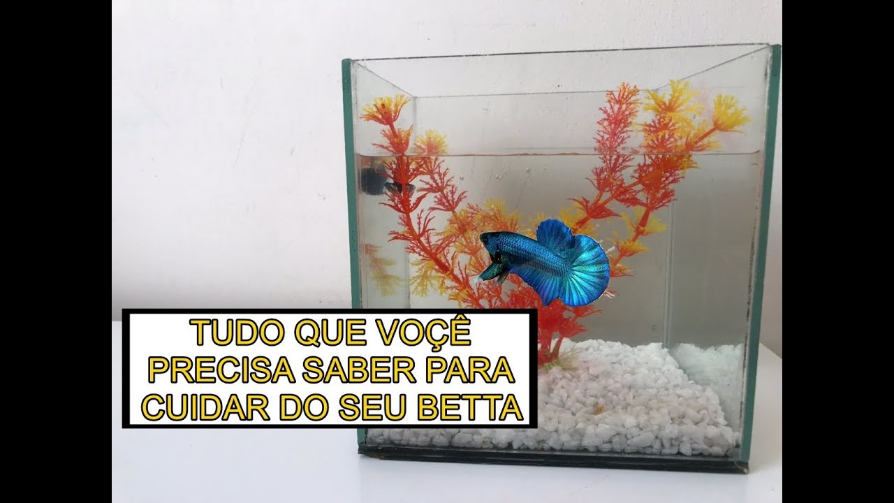 COMPREI UM BETTA, E AGORA?