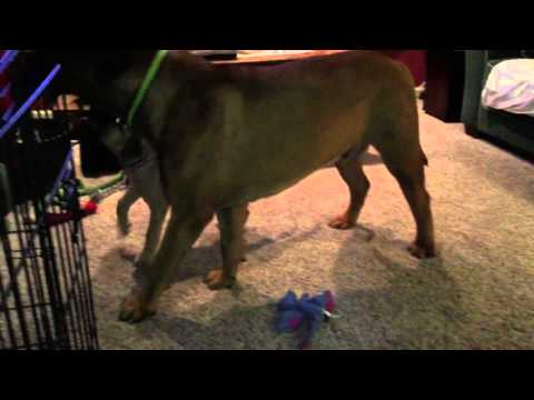Max and Harper playtime - YouTube