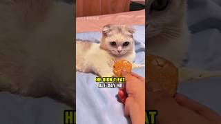 This Cat Didnt Eat After Losing His Best Friend