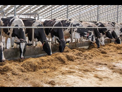 Video: Voel Succes Binnen Handbereik