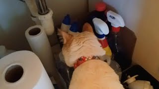 Cat Code Inspector by Sir Titan The Cat 162 views 3 weeks ago 1 minute, 47 seconds