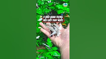 Nếu bạn lười thay nước bể cá, hãy nhớ 3 điều này #cacanh #aquarium #thuysinh