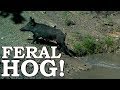 Hunting WILD FERAL HOG in SURVIVAL! Ep09 | 100% WILD Food SURVIVAL Challenge!