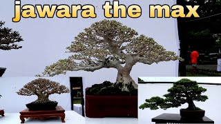 Bonsai Pilihan Terbaik The Max 2022