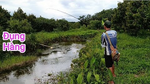 Câu cá lóc_Hành trình săn hàng Hugo (p15) @Hữunghị tv