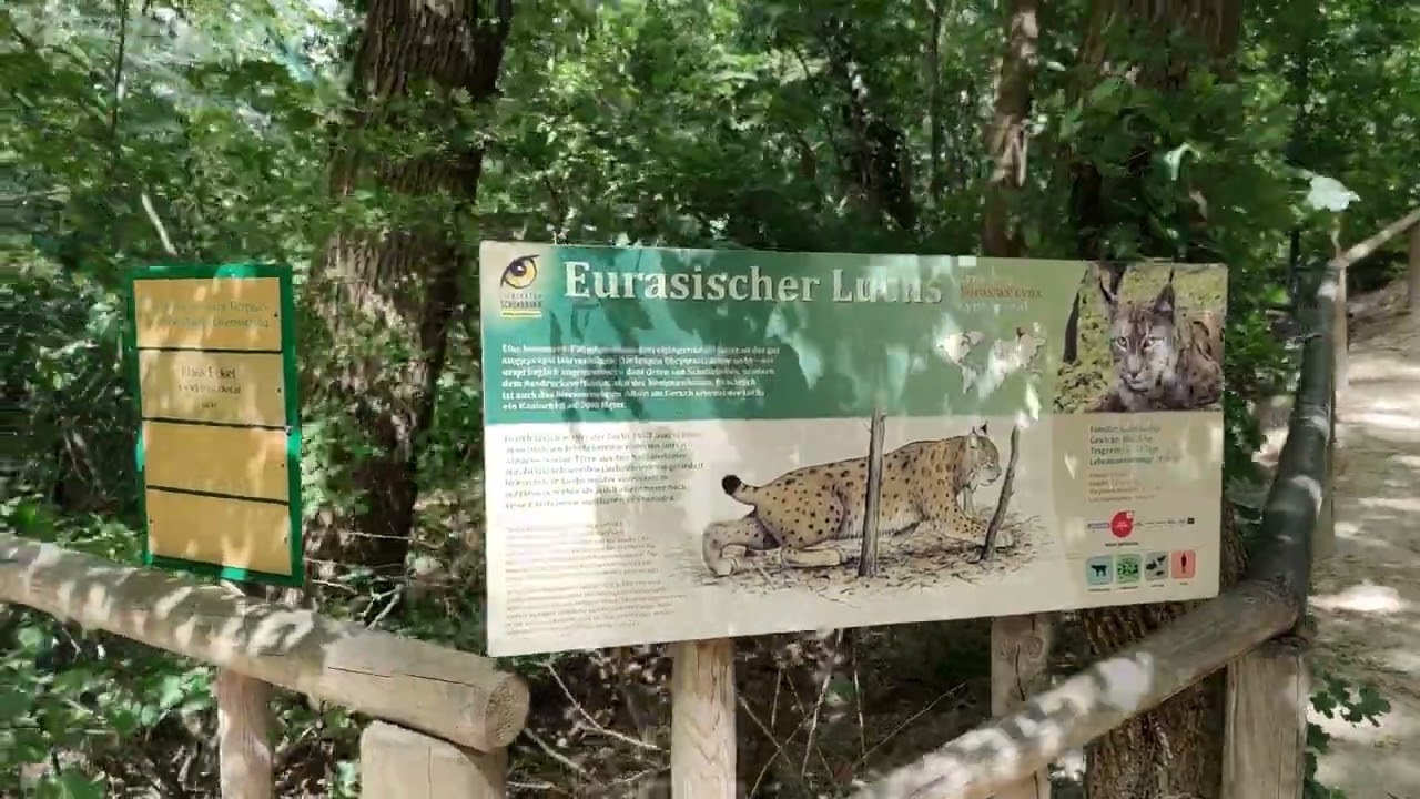 Wald Bienen Luchs Spielplatz Tierpark Zoo Vienna Tiergarten Schönbrunn Rundgang Tiere Tier Überblick