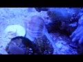 リュウキュウムシロガイ！