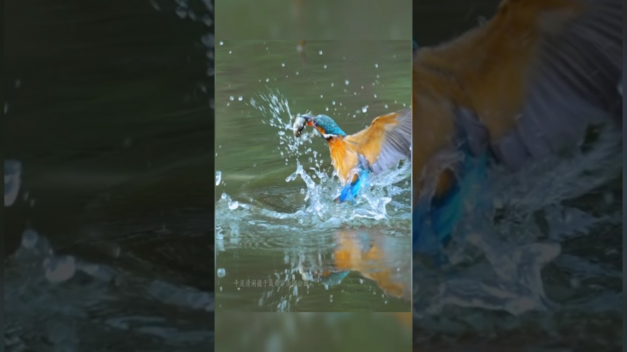 Fishingbird fishing the small fish. slow motion video, মাছ রাঙা পাখি ছোট মাছ ধরছে