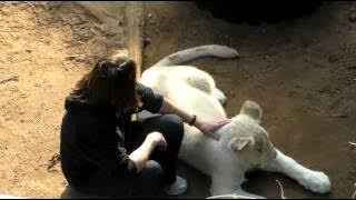 Petting the Lions