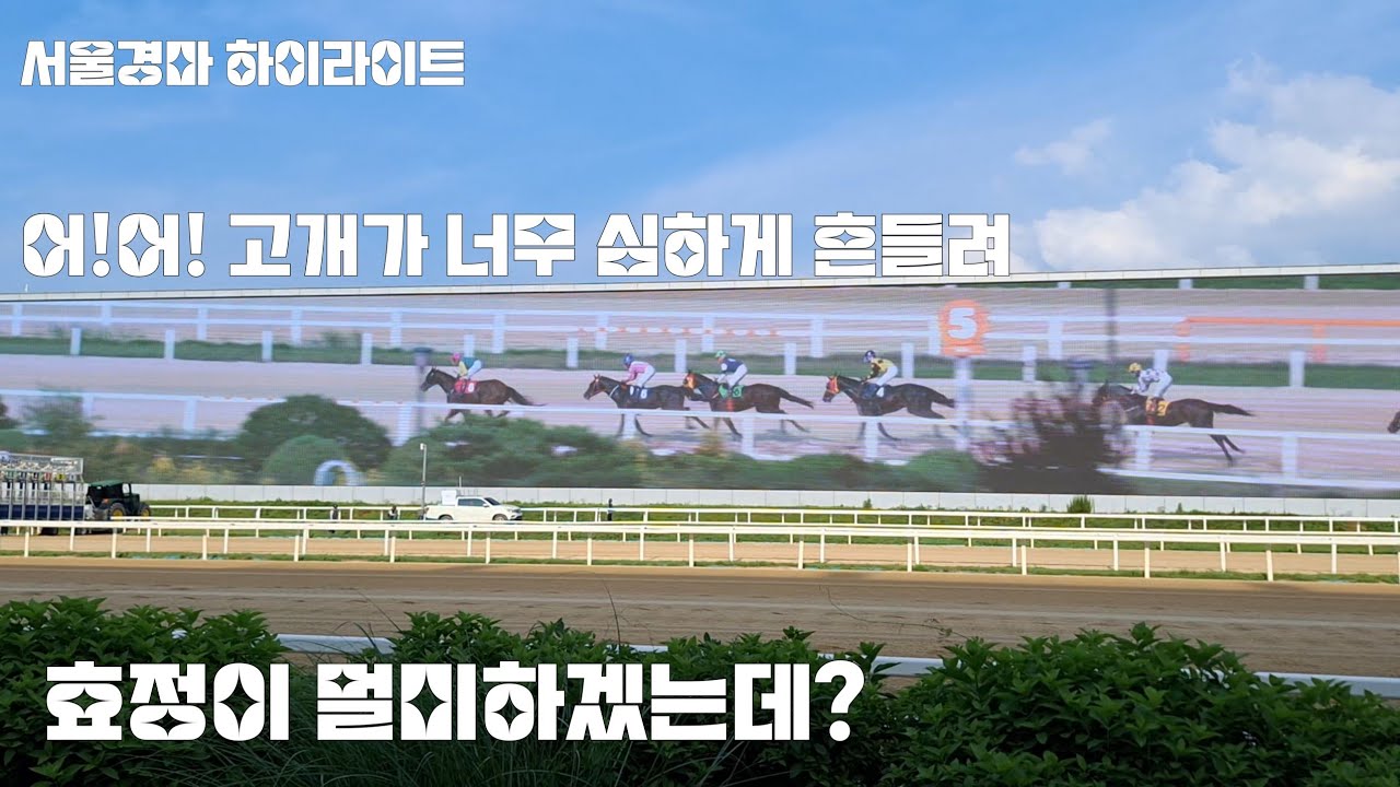 경마야 대단하다! 8마리가2500배당 ㅎ