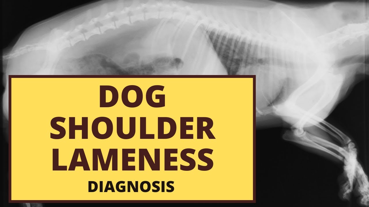 Dog Shoulder Lameness Diagnosis YouTube