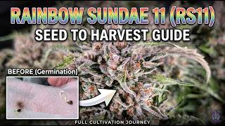 Rainbow Sundae 11 (RS11) - Seed to Harvest