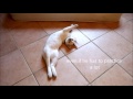 Mekong Bobtail kitten Benjamin の動画、YouTube動画。