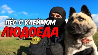 Спасение пса с клеймом людоеда | КИНГ 👑